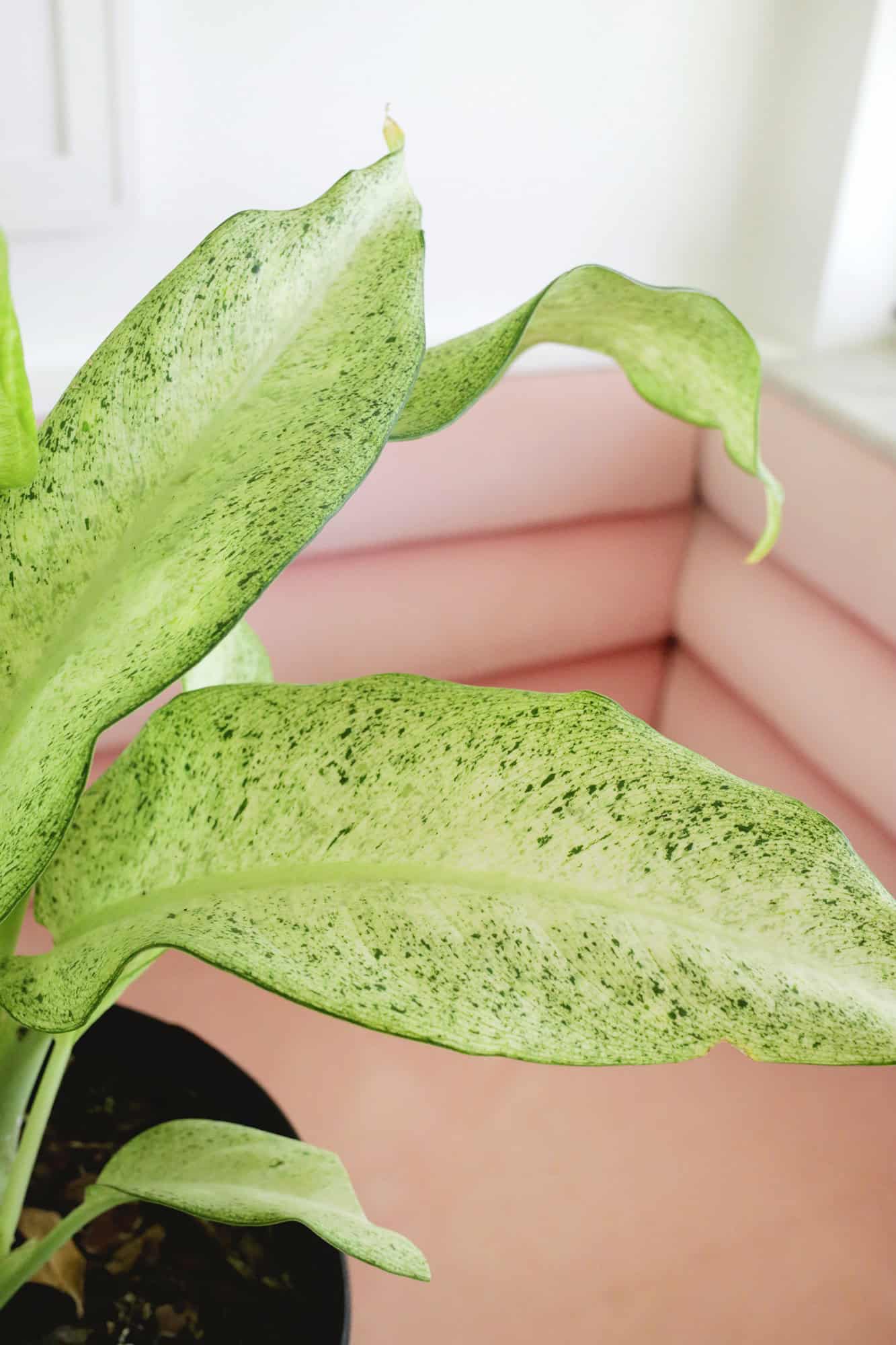 Dieffenbachia Dumb Cane Plant Care