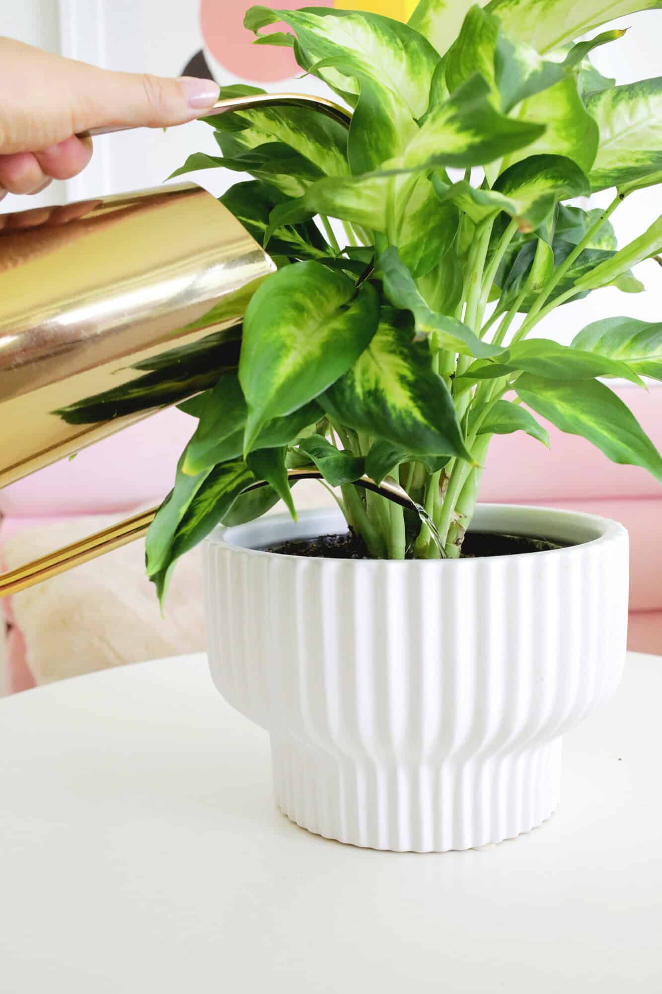 Dieffenbachia Dumb Cane Plant Care