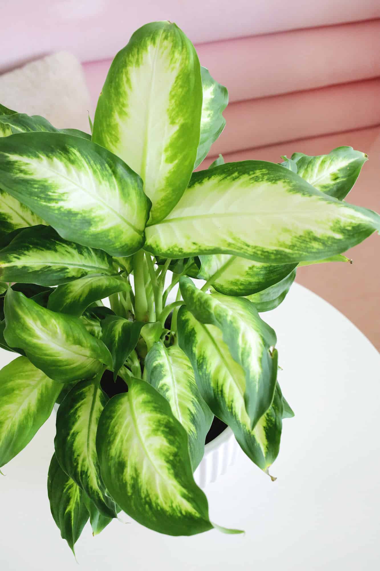 Dieffenbachia Dumb Cane Plant Care