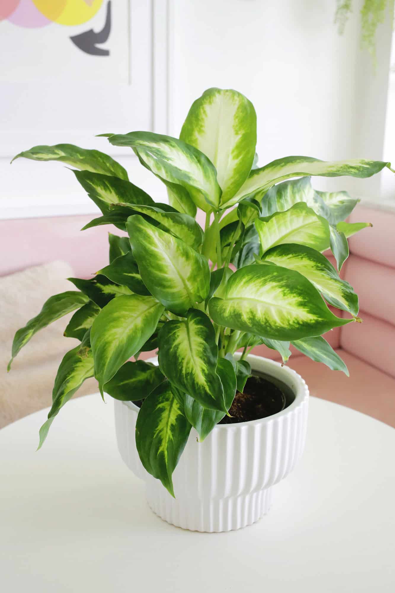 Dieffenbachia Dumb Cane Plant Care