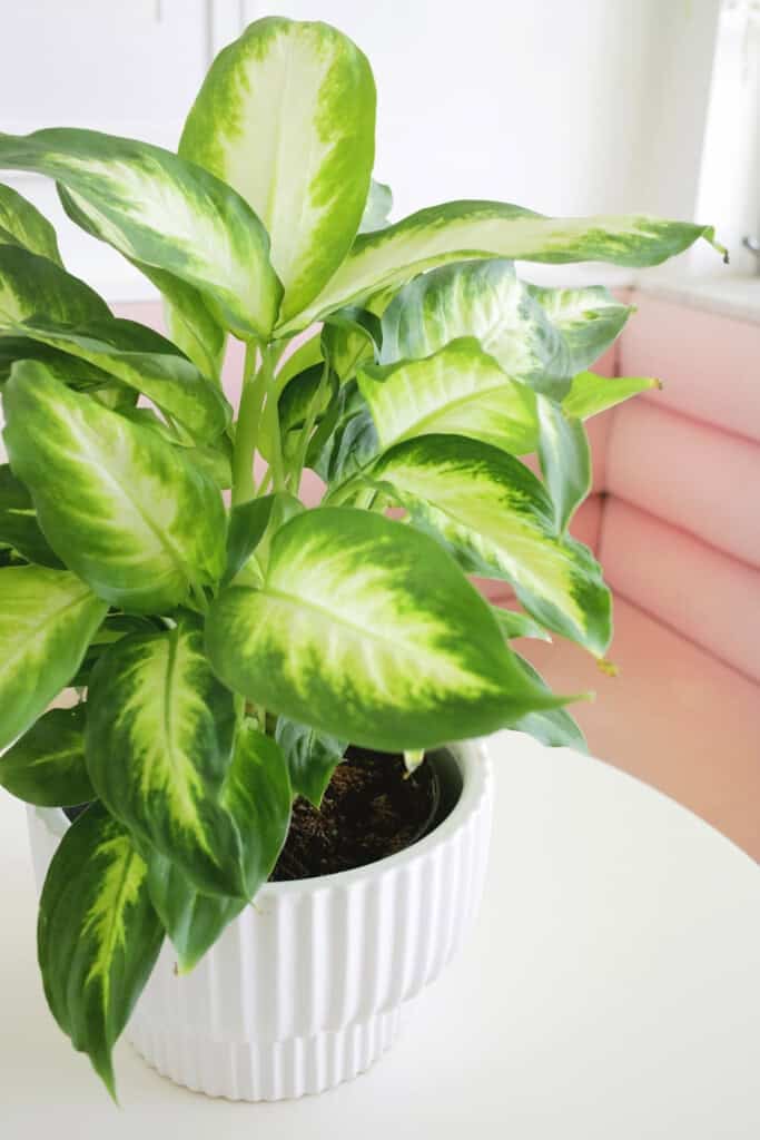 Dieffenbachia Dumb Cane Plant