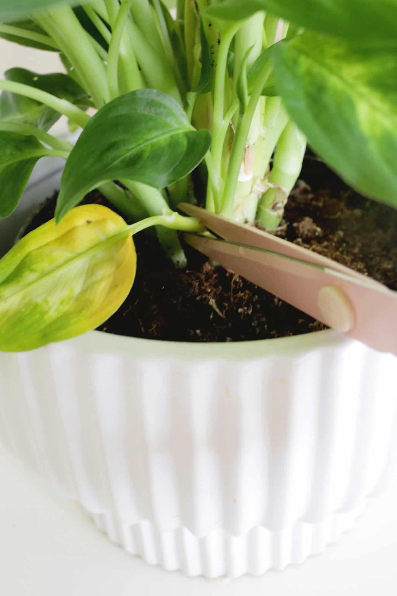 Dieffenbachia Dumb Cane Plant Care