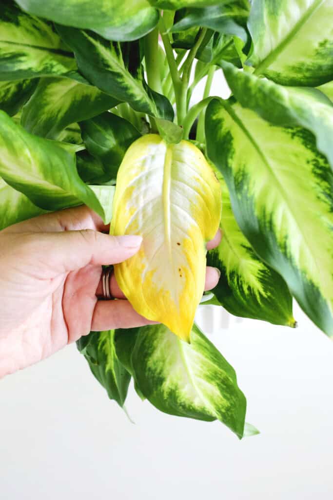 Dieffenbachia Dumb Cane Plant