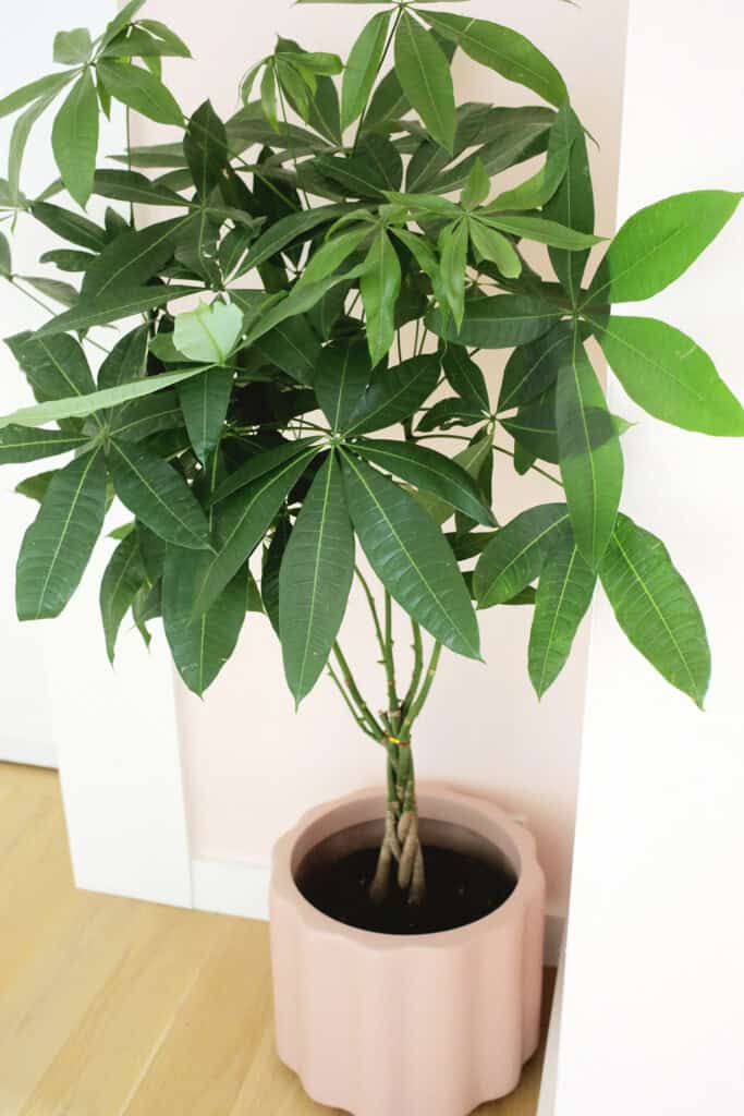 money tree