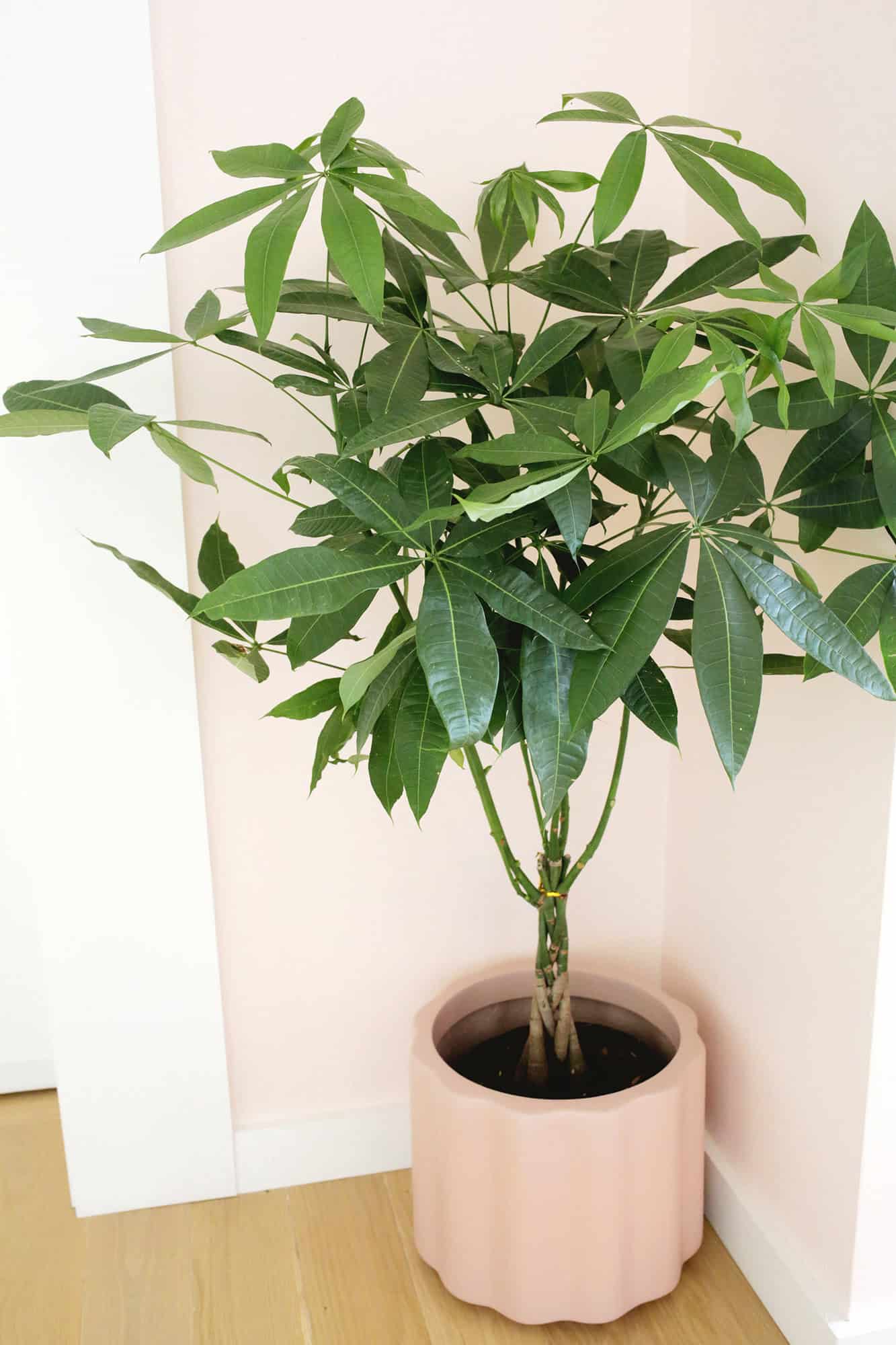 money tree