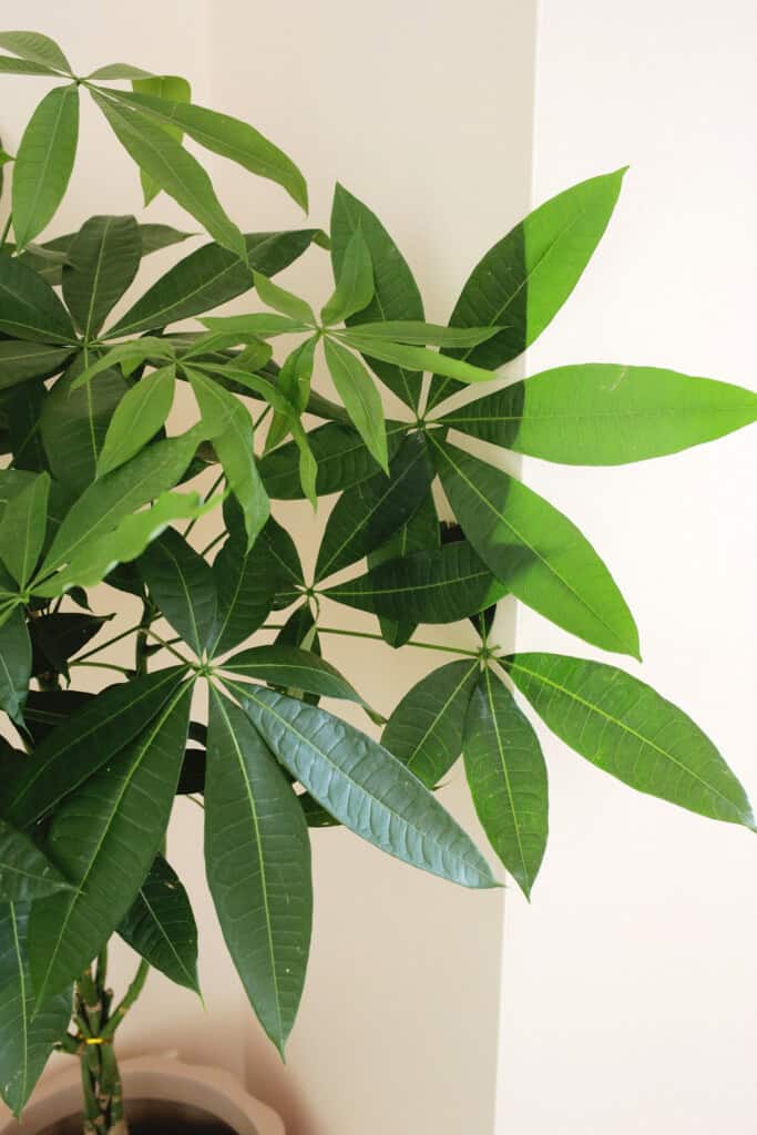 money plant