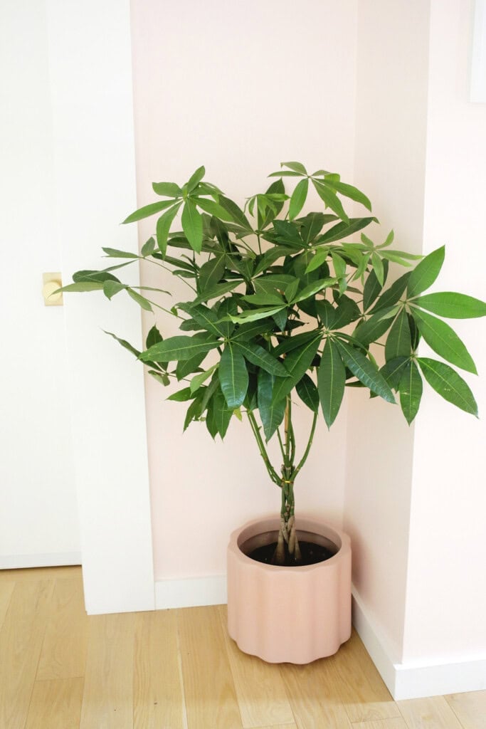 money plant