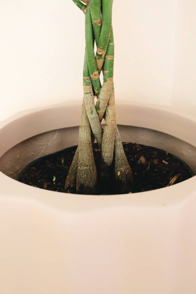 braided money tree trunk
