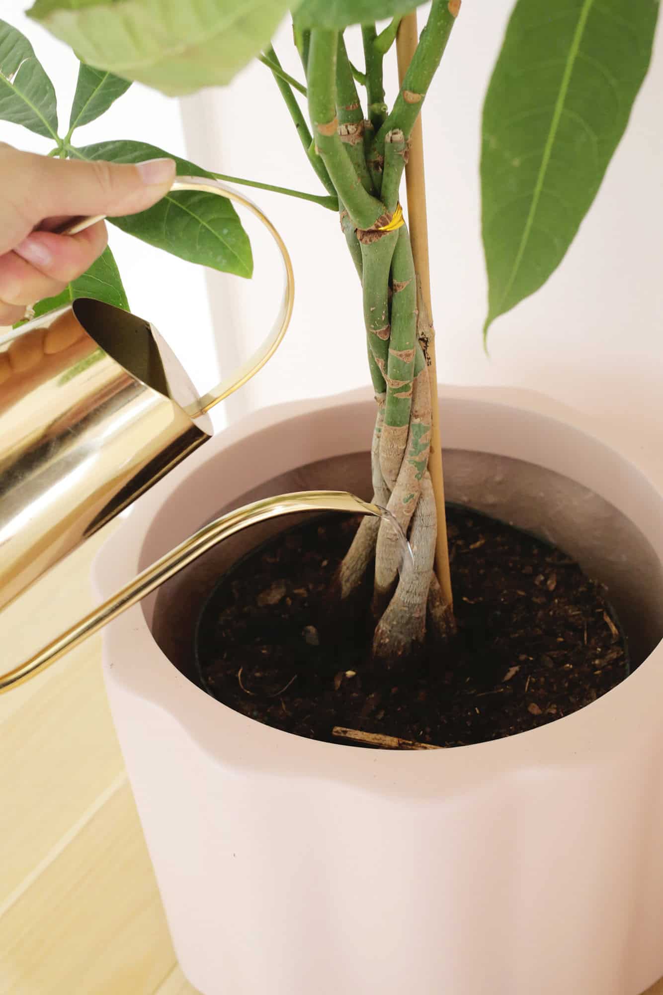 watering a money tree