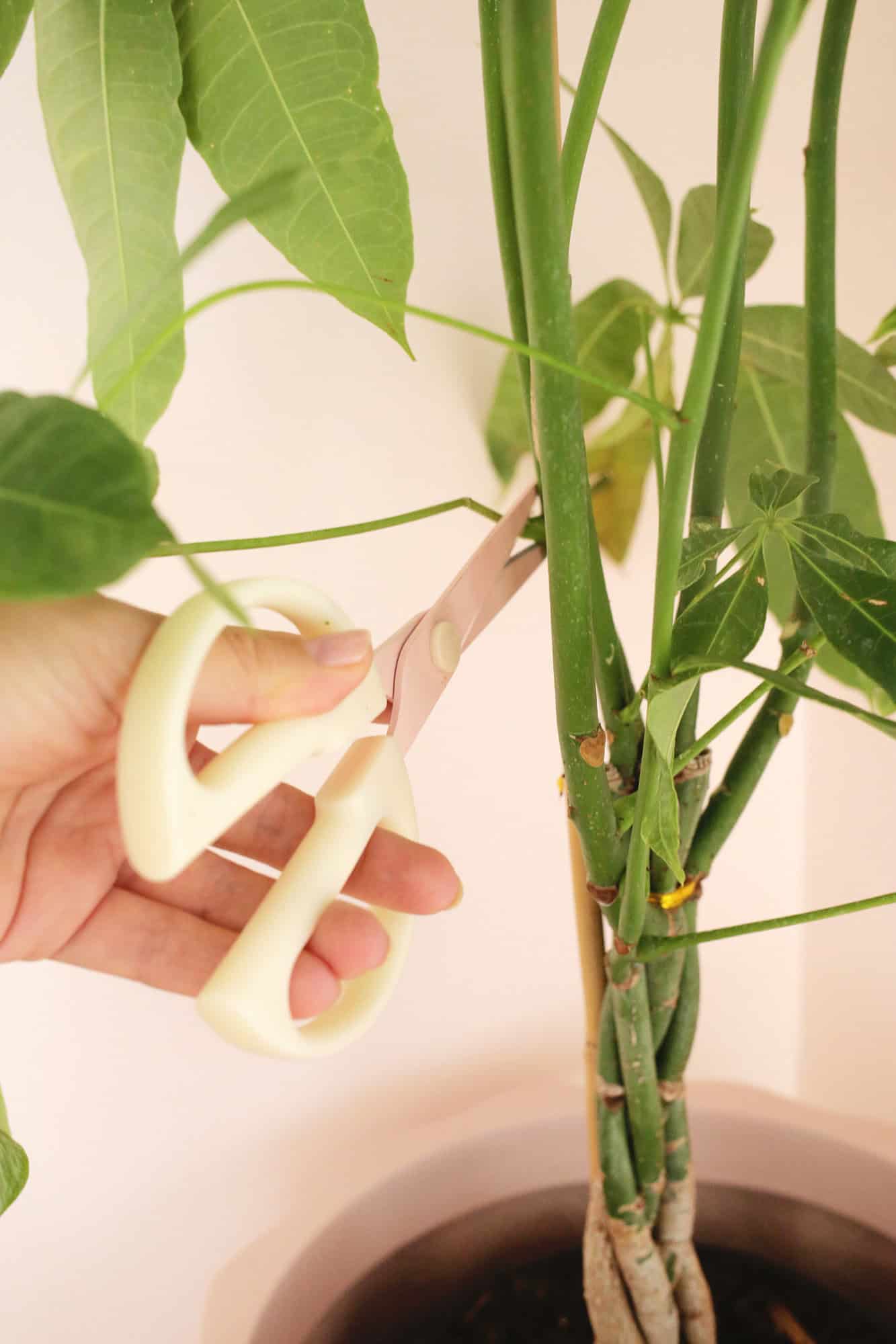 pruning money tree