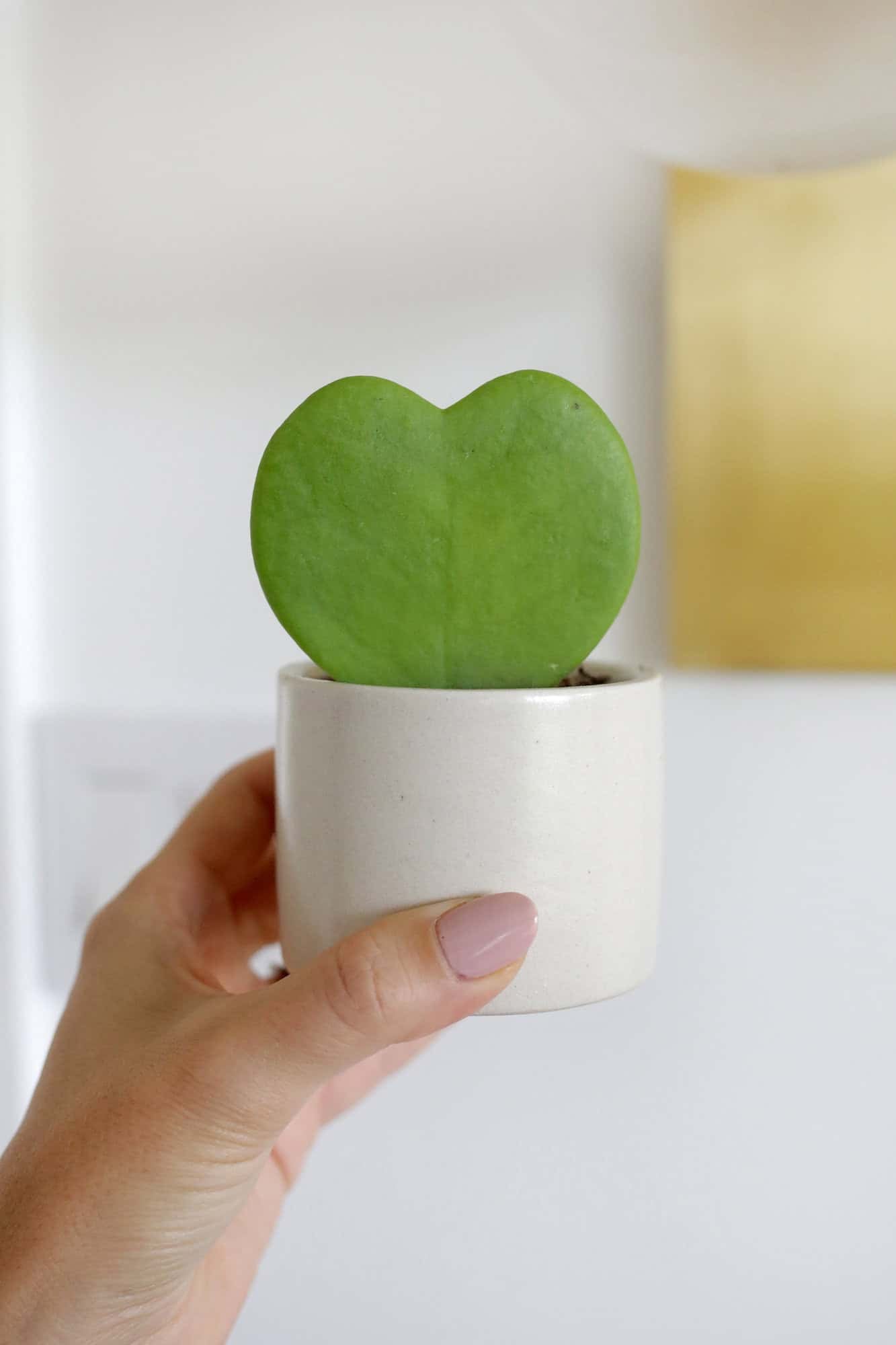hoya heart plant care