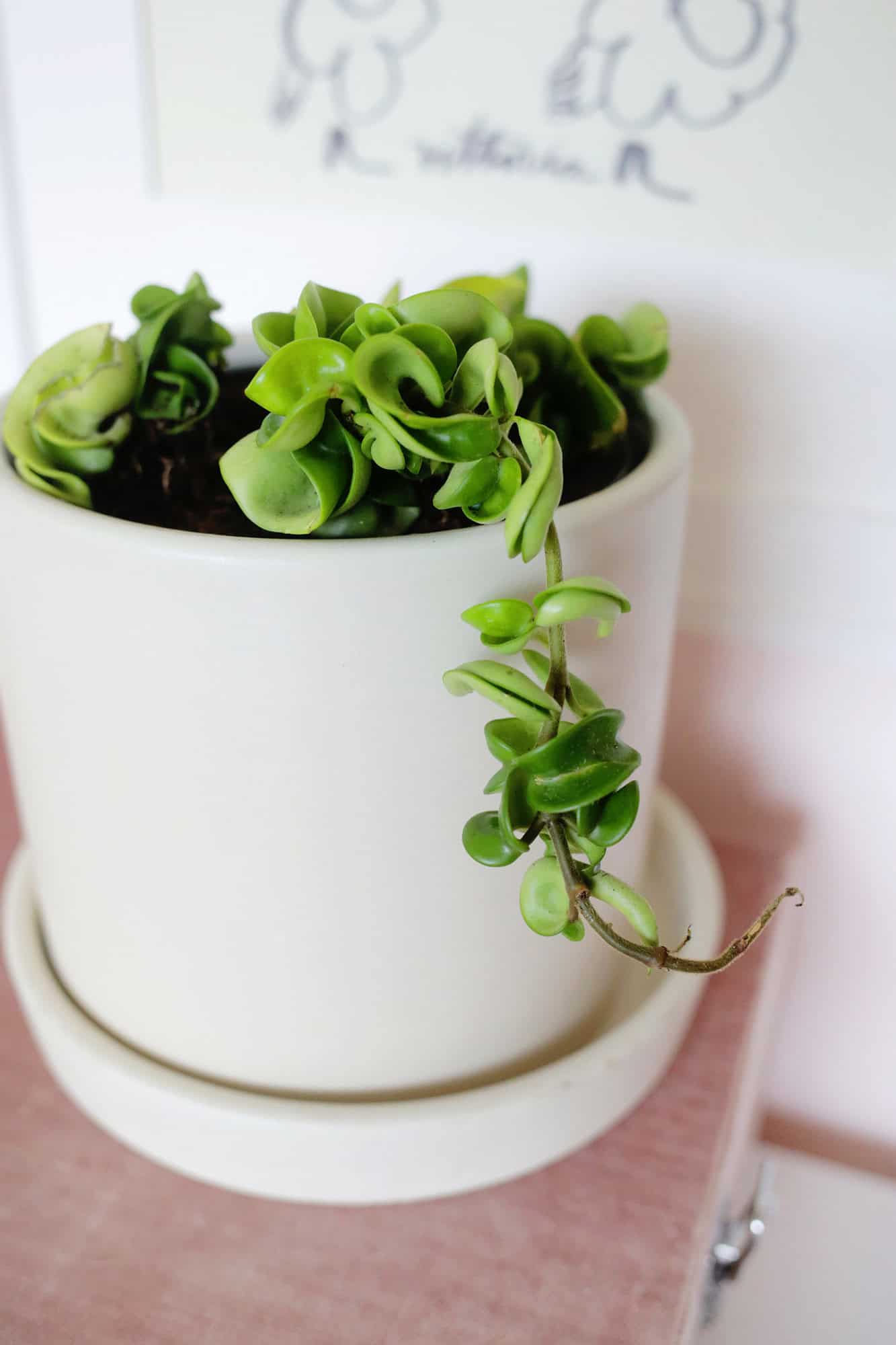 hindu rope hoya plant
