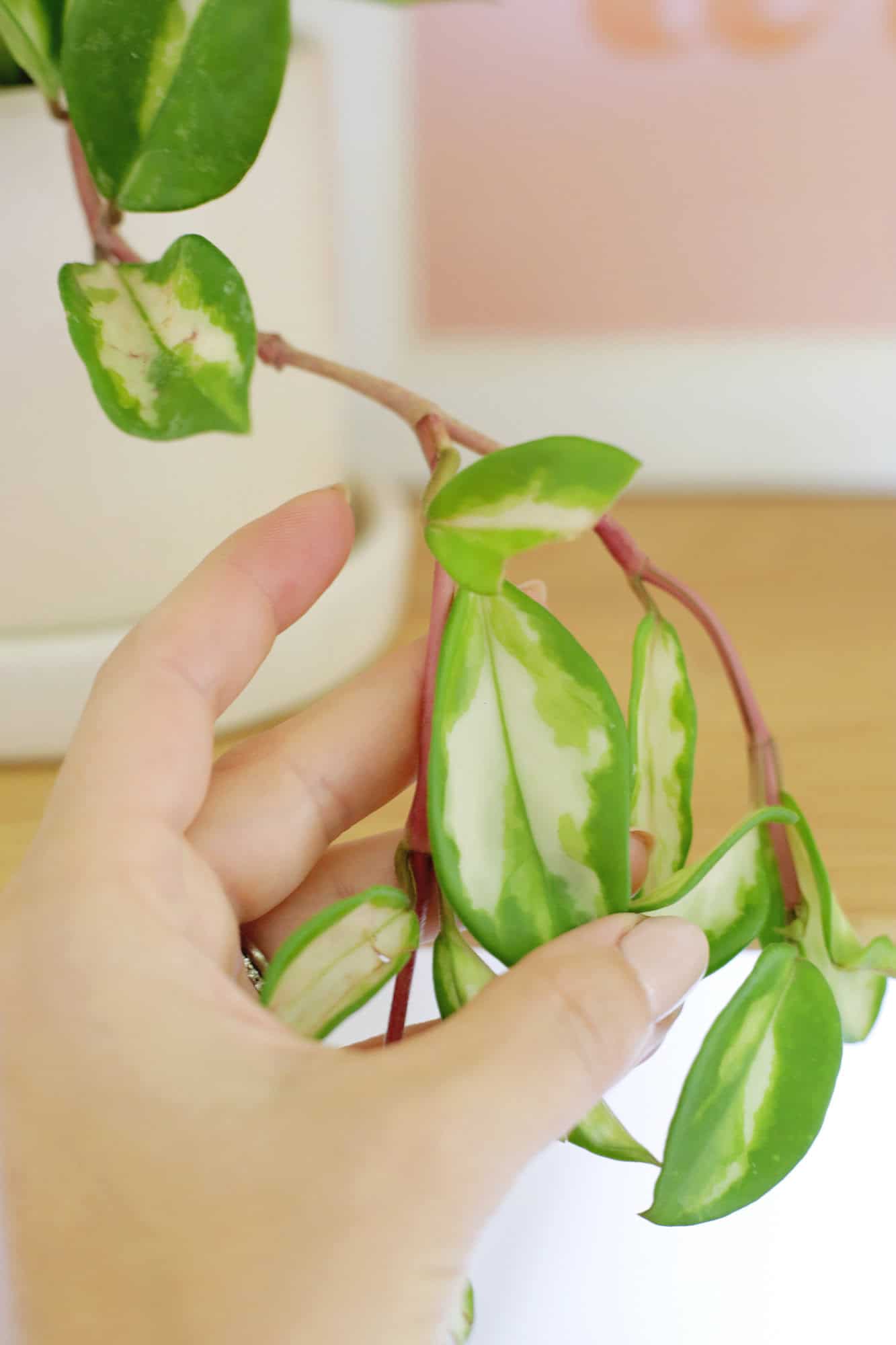 hoya plant care
