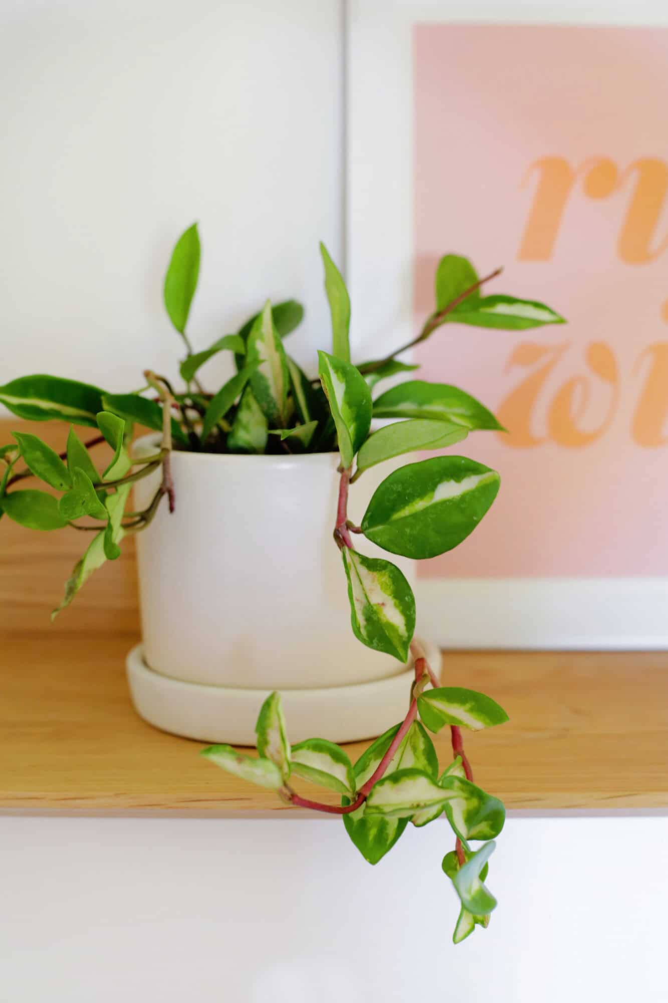hoya plant care