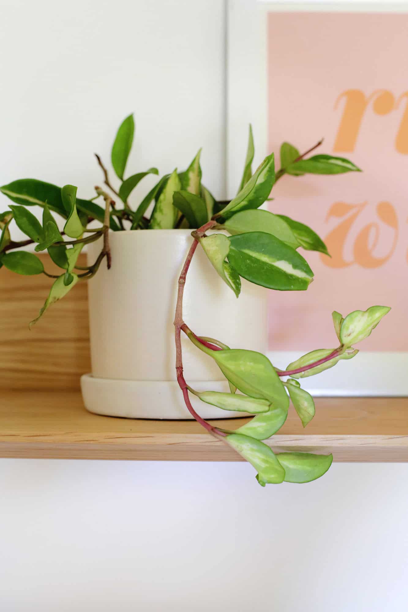 Hoya plant care