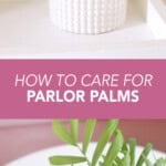 parlor palms