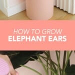 elephant ear plants